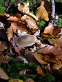 Flat top mushroom.JPG