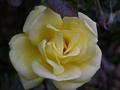 Yellow Rose.JPG