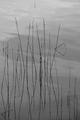 MarshReflections