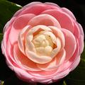 Spring in Pink