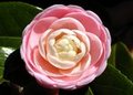 Camelia