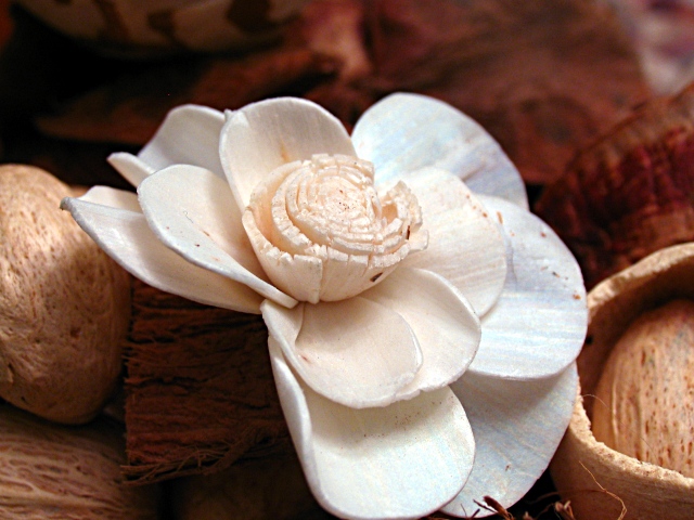 Woodsy Magnolia 2 of 3