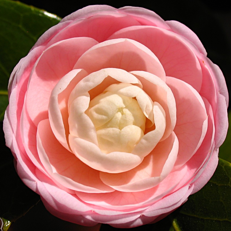 Spring in Pink