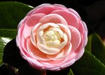 Camelia