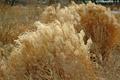 Brown Grasses