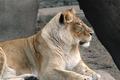 Lioness