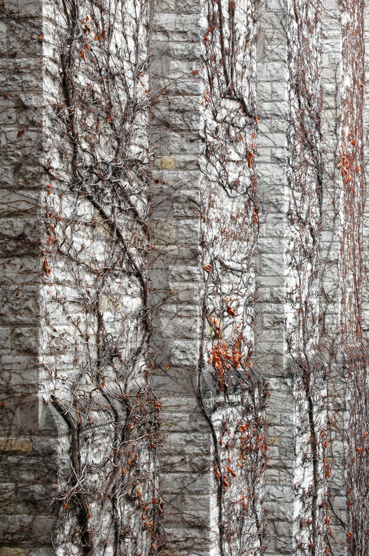 Winter Ivy