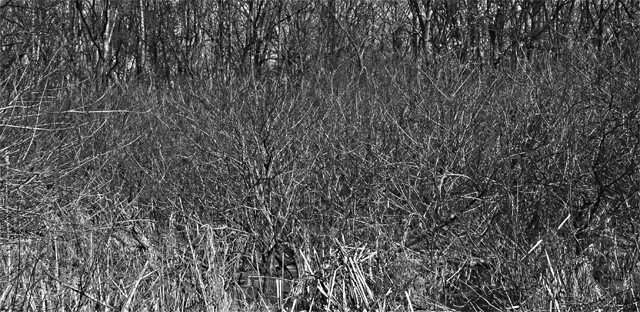 Natural Pollack (b/w)