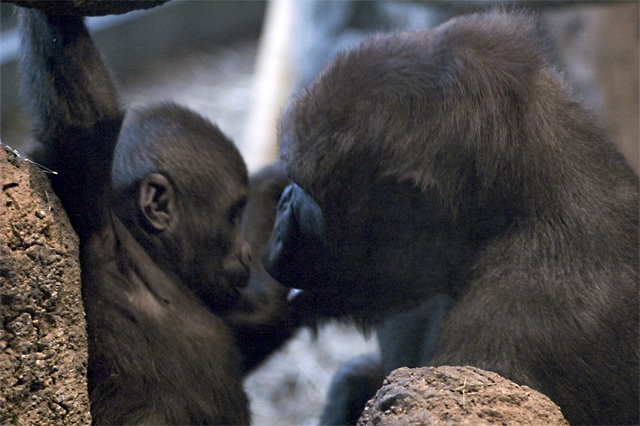 Gorillas.jpg