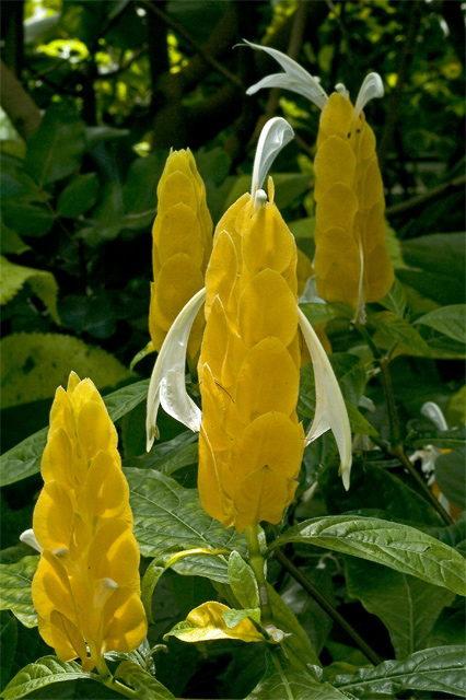 DSC_2961.jpg