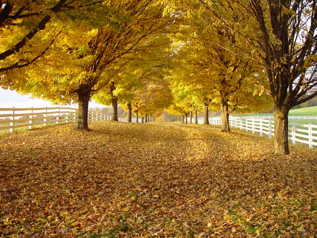 Yellow Tunnel