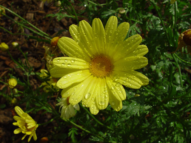 Summer Shower