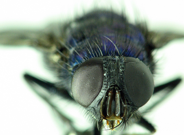 BlueBottleFly_1_web.jpg WB GREEN CAST