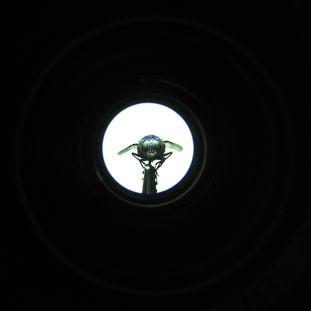 TunnelFly_web.jpg