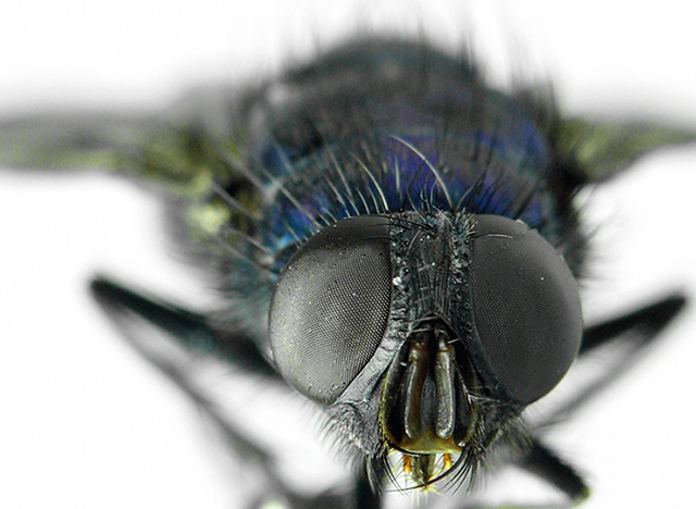BlueBottleFly_1_web.jpg NO GREEN
