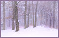 WoodsWinterWeb.jpg