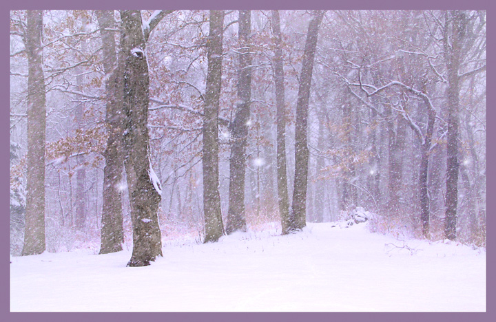 WoodsWinterWeb.jpg