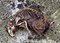 rat