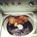 Puke Bear