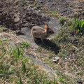 Wabbit