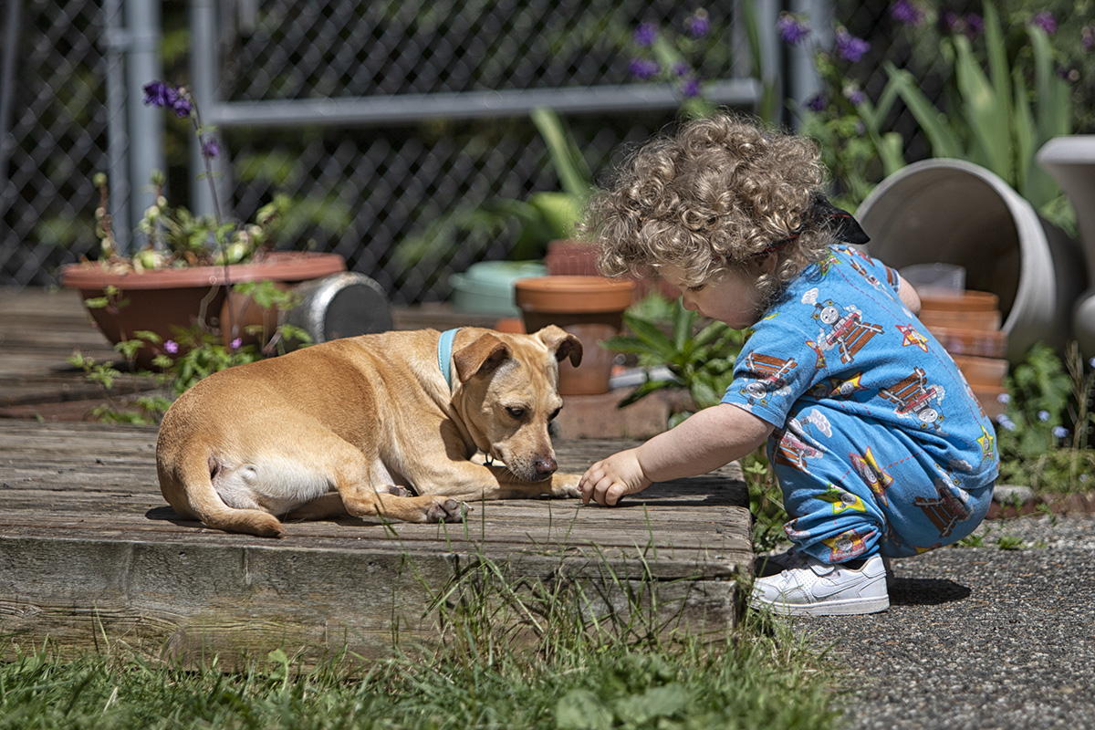 Kids & Dogs