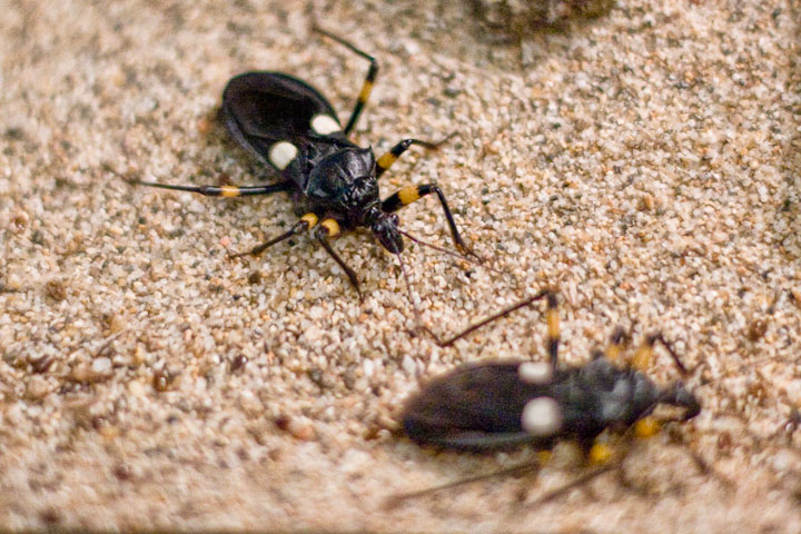 bugs