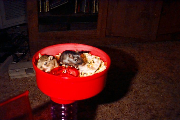 Brians Mice