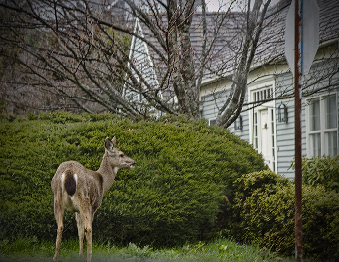 Deer Doorbell Ditch