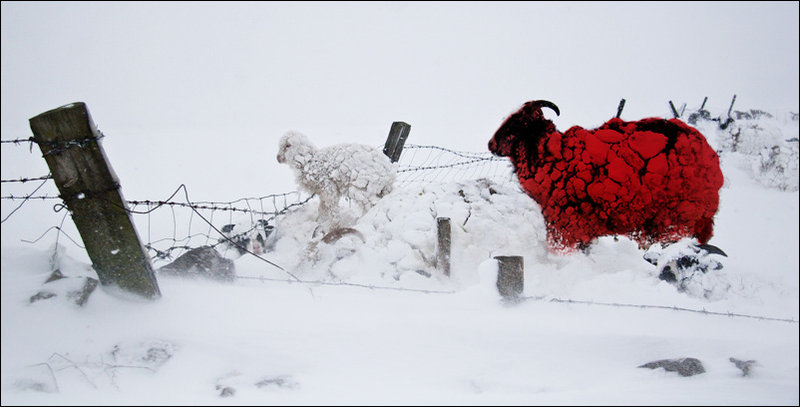 red sheep