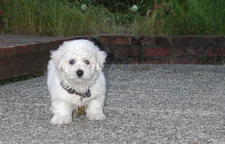 Baby Kirby