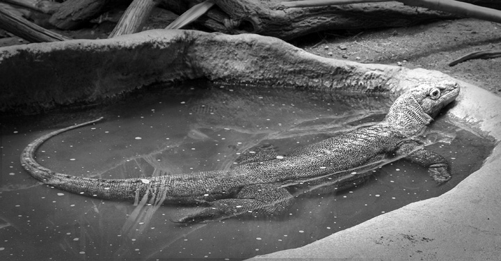 120610_IMG_6357_bw_sm