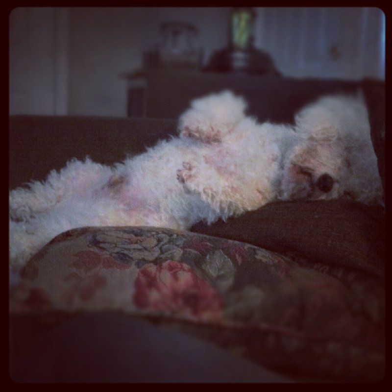 A Dog's Life