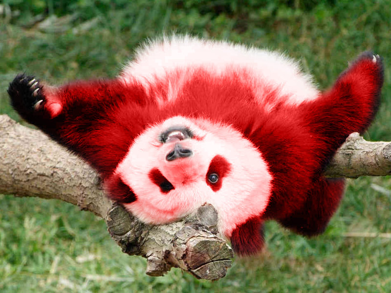 Red Panda