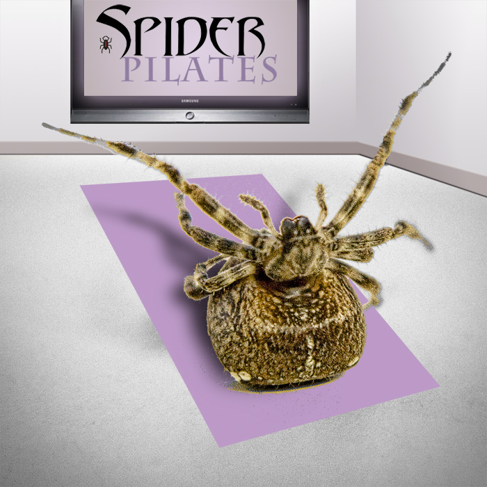Fat_Spider_Pilates