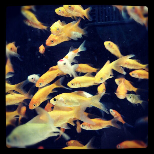 The Fish of Wal-Mart
