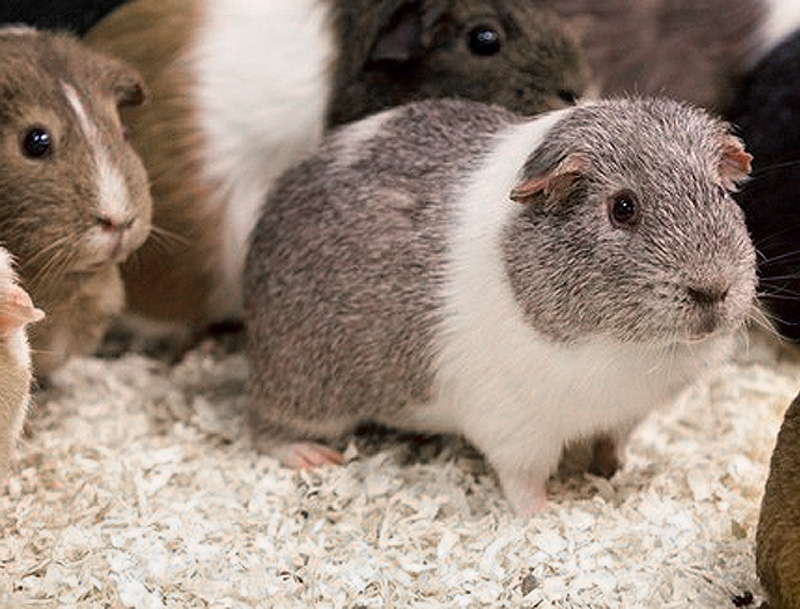Guinea Pig