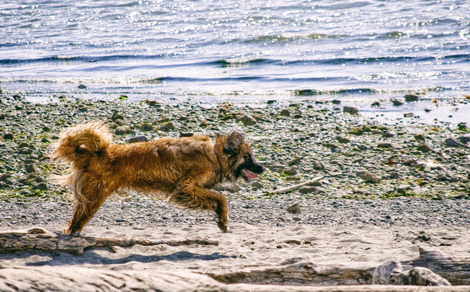 Canine