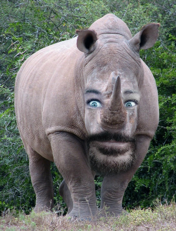 rhinoplasty