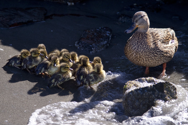 Duck Dynasty