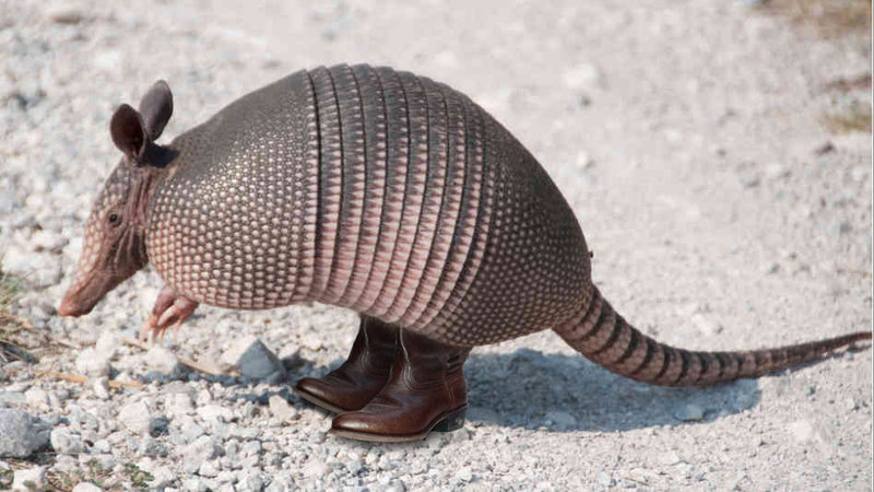 armadillo