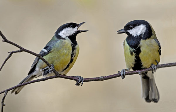 Tits