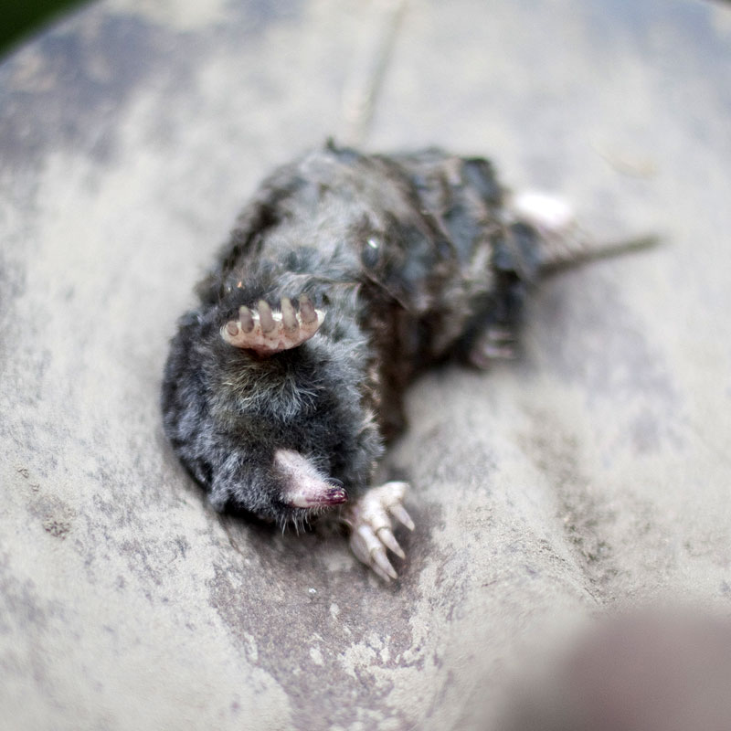 I found the mole