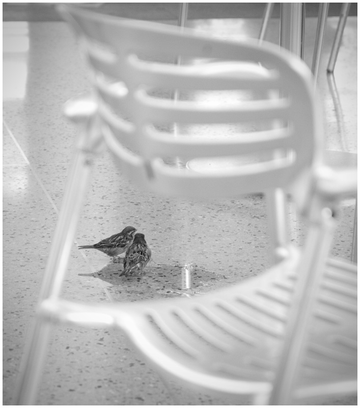 Birds in the Airport