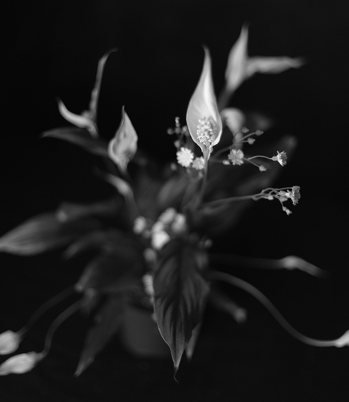 Quidam hoc genus flore