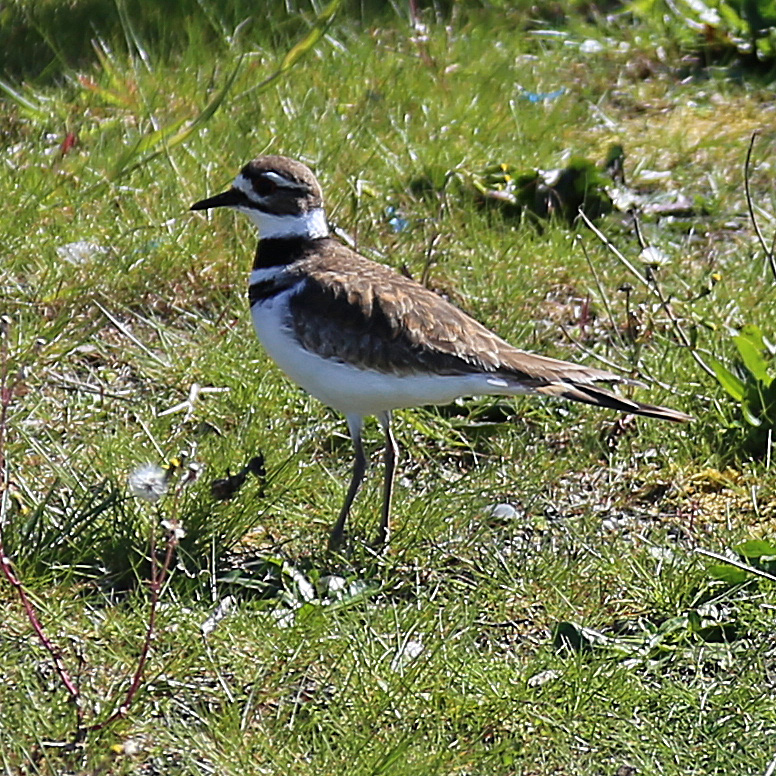 Probably a bird of some sort