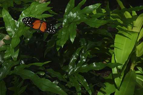 butterfly
