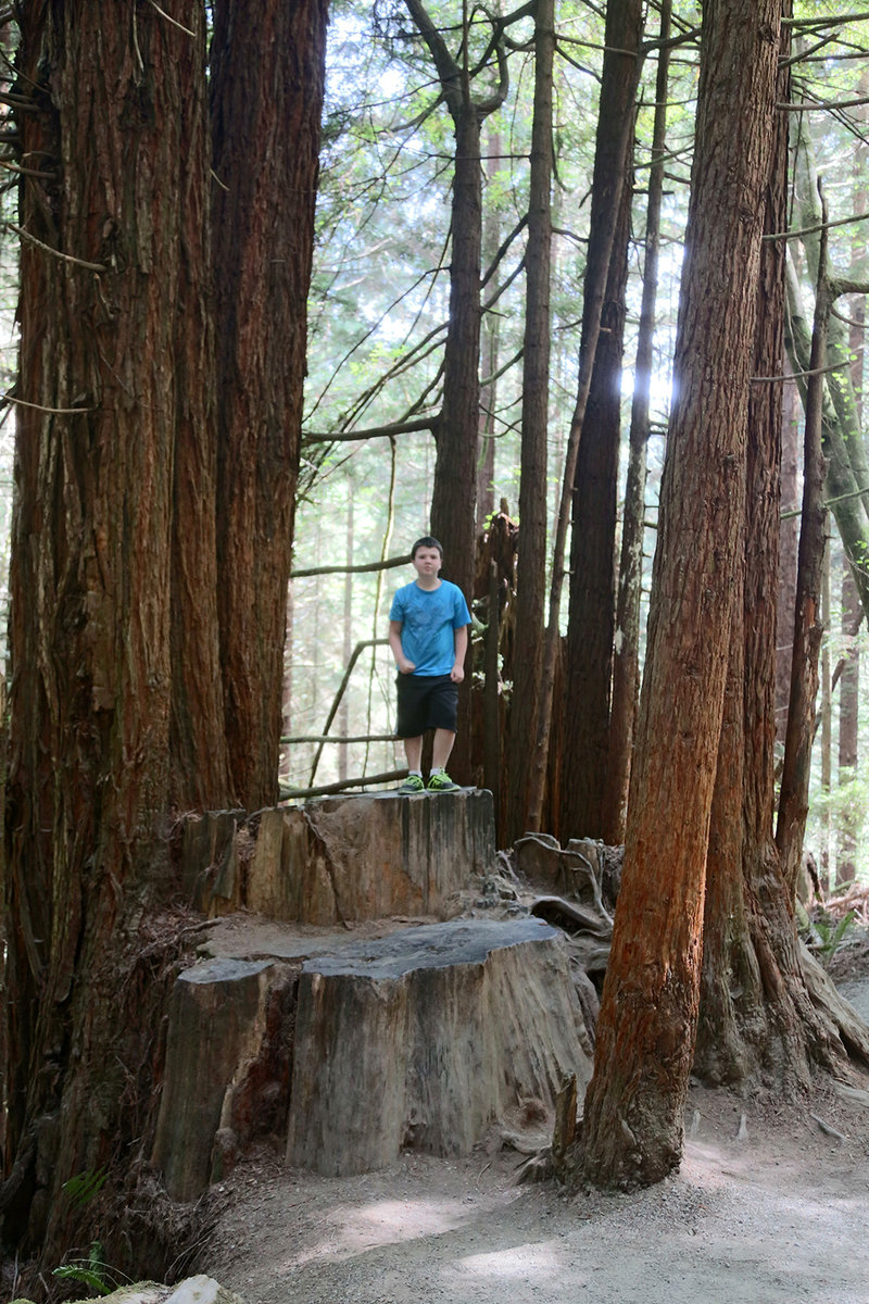 Redwood Forest