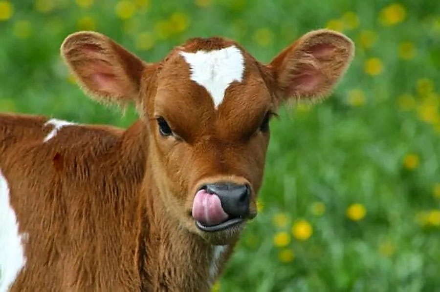Calf
