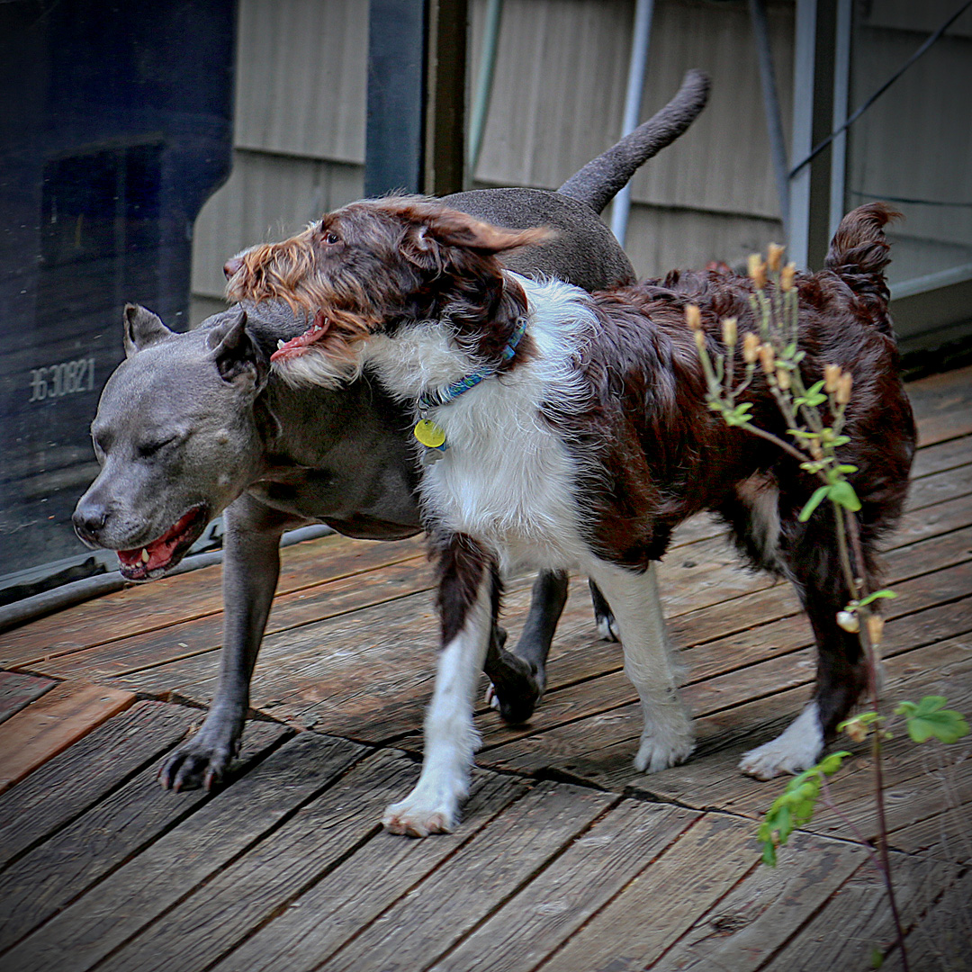 Canine Marriage - it ain't all that different.