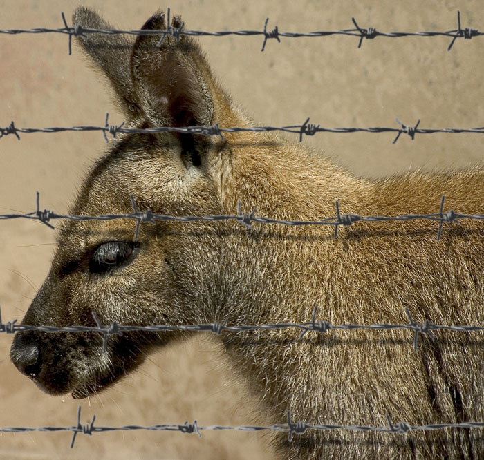 roo-barb